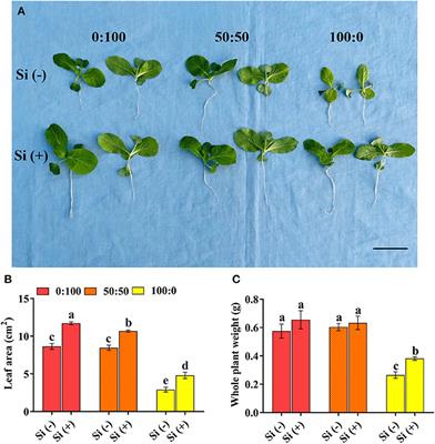Silicon Mitigates Ammonium Toxicity in Cabbage (Brassica campestris L. ssp. pekinensis) ‘Ssamchu’